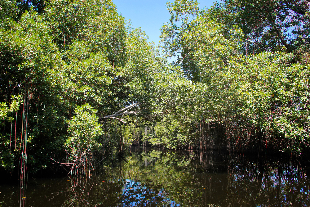 Menyusuri Hutan Mangrove Majingklak di Desa Pamotan, Kalipucang, Pangandaran