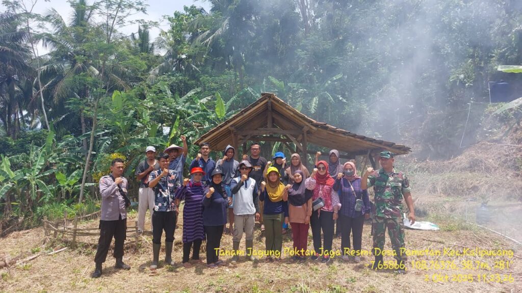 penanaman jagung desa pamotan
