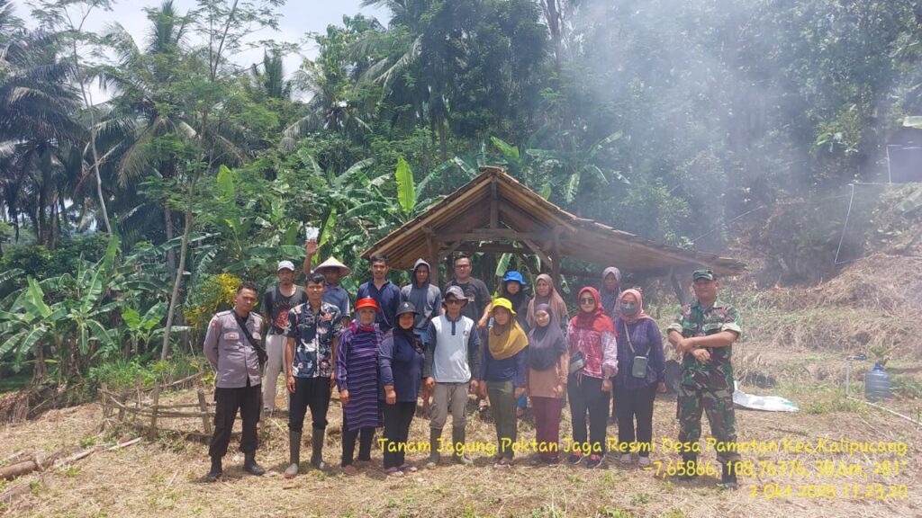 penanaman jagung desa pamotan