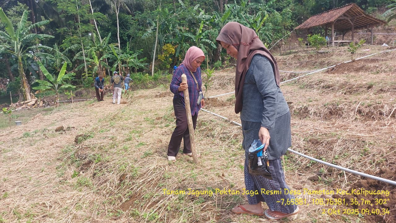 penanaman jagung desa pamotan