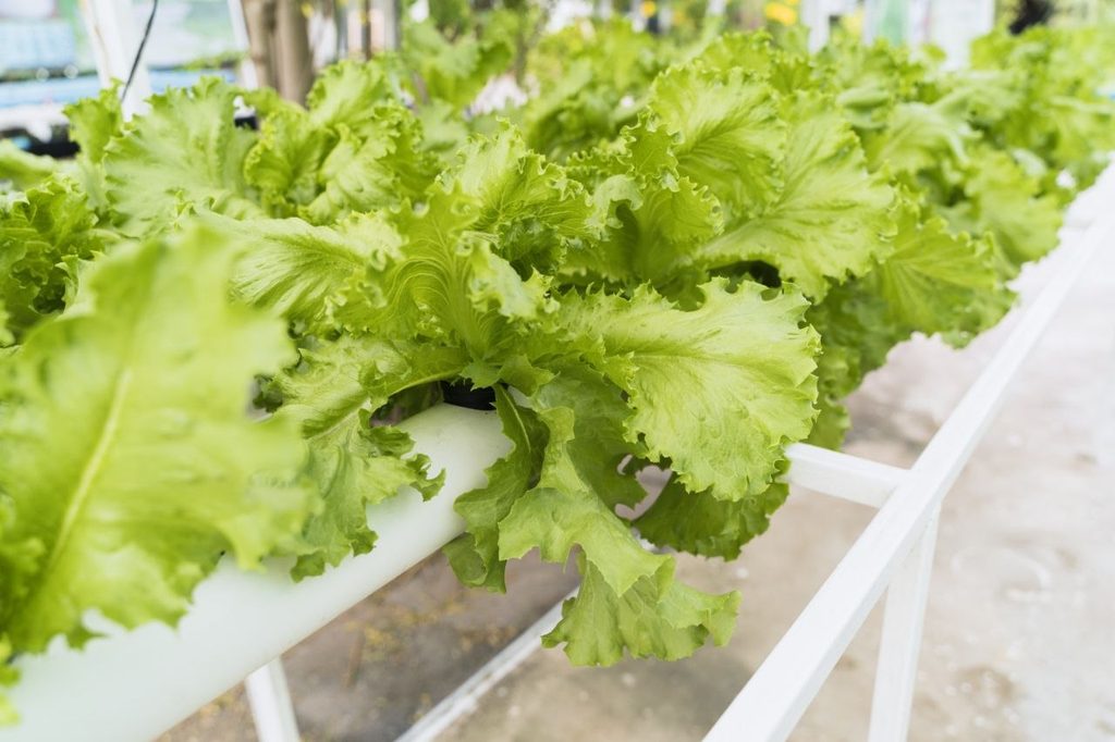 Mengubah Lahan Sempit Menjadi Kebun Produktif untuk Kebutuhan Keluarga Desa Pamotan